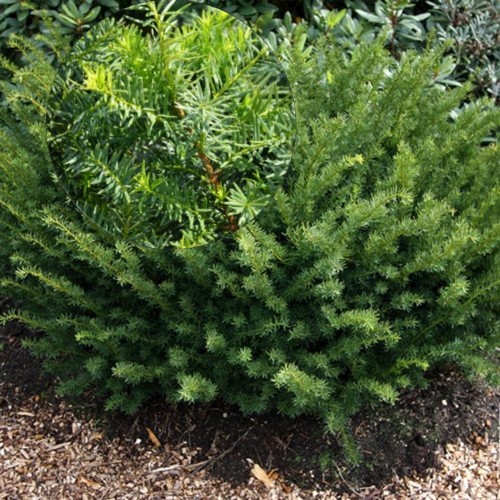 Taxus x media 'Farmen' - Värd-jugapuu 'Farmen' C2/2L